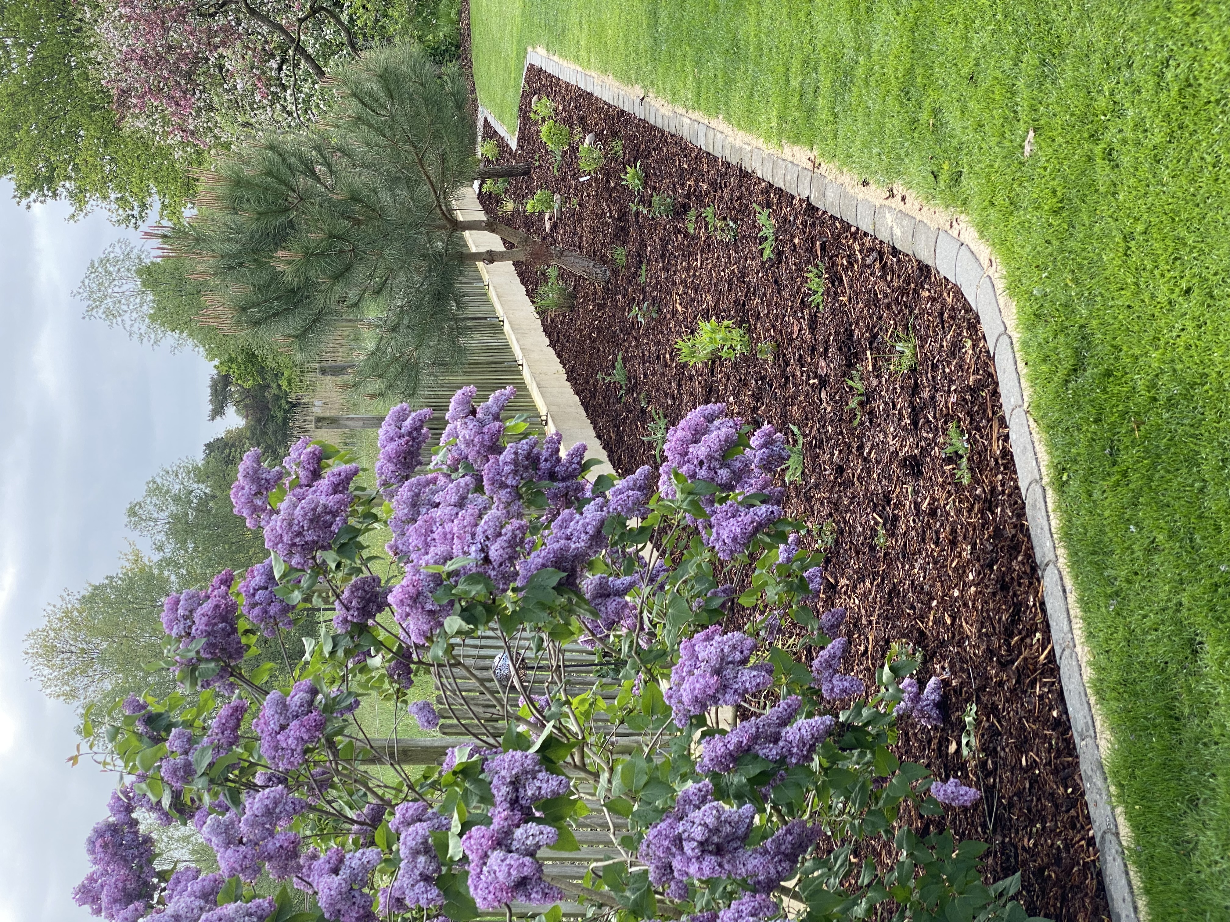 Rasenkante gereinigt und Rindenmulch erneuert